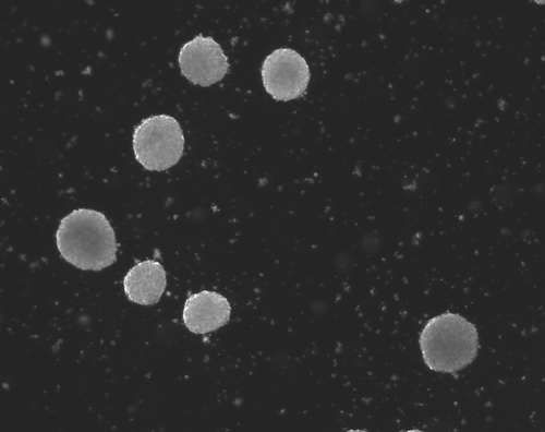Image of spherical aggregates of pluripotent stem cells